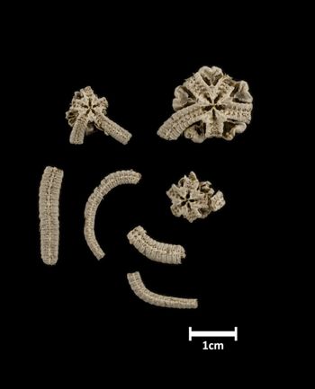 Media type: image;   Invertebrate Zoology OPH-394 Description: Bottom of brittle star with a view of 3 specimens, one with a broken disc.;  Aspect: ventral